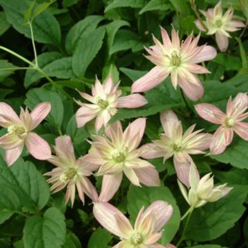 Clematis montana Marjorie