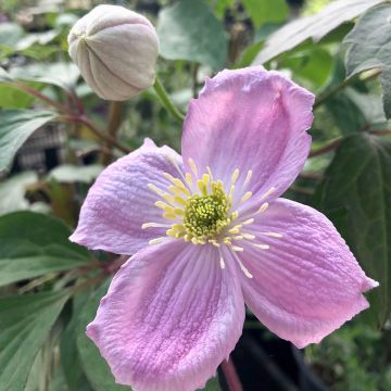 Clematis Sanssouci