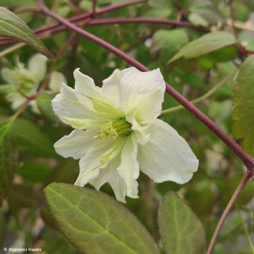 Clematis montana Starlet White Perfume