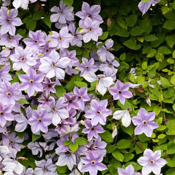 Clematis Mandy