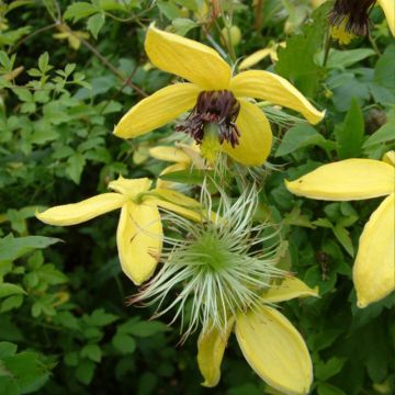 Clematis tangutica Golden Harvest