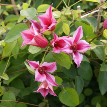 Clematis texensis Duchess of Albany - Flor de cuero escarlata