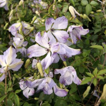 Clematis viticella Caerulea Luxurians