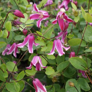 Clematis Etoile Rose