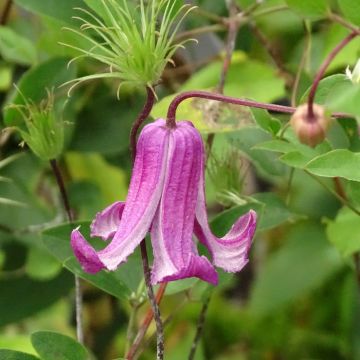 Clematis viticella Queen Mother