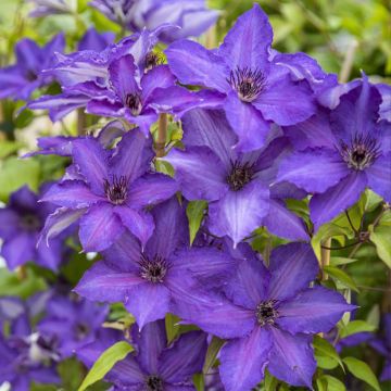 Clematis Viva la Vida