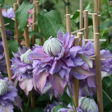 Clematis Diamantina