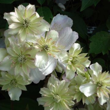 Clematis montana Double Delight