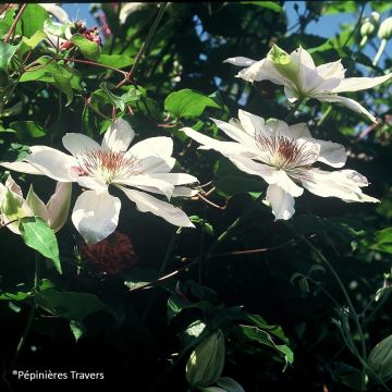 Clematis Henryi