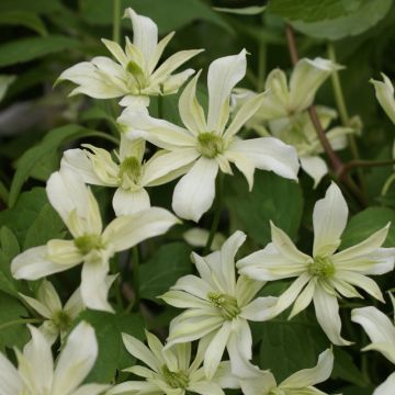 Clematis Jenny Keay