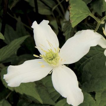 Clematis montana Wilsonii