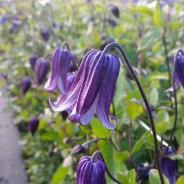 Clematis Rooguchi