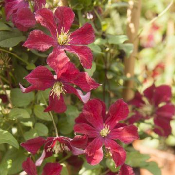 Clematis Ruutel