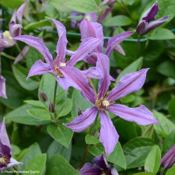 Clematis Saphyra Estrella