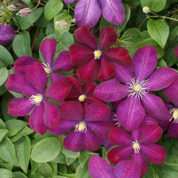 Clematis Voluceau