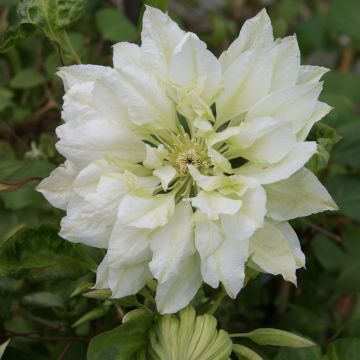 Clematis Yukiokoshi