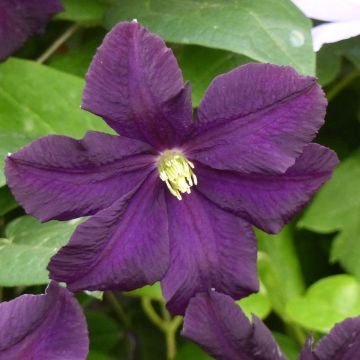 Clematis Romantika