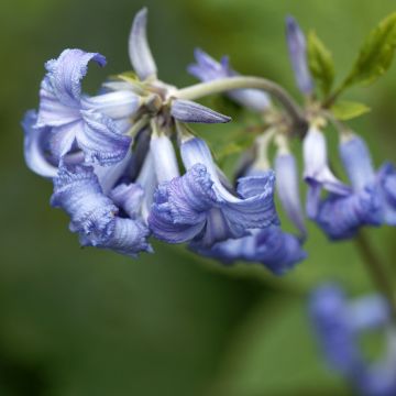 Clematis heracleifolia