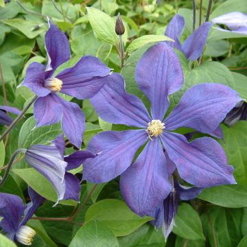 Clematis integrifolia Durandii