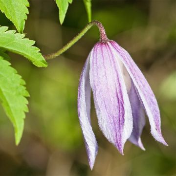 Clematis Willy