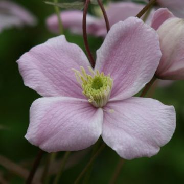 Clematis montana Mayleen