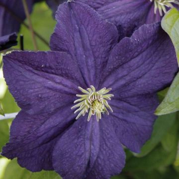 Clematis jackmanii Trikatrei