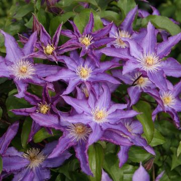 Clematis Palette