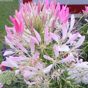 Flor araña - Cleome hassleriana Sparkler Blush