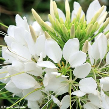 Flor araña - Cleome Sparkler White