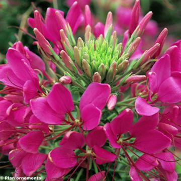 Flor araña - Cleome hassleriana Sparkler Rose