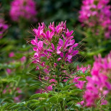 Flor araña - Cleome hassleriana Sparkler 2.0 Rose