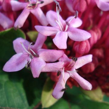 Clerodendrum bungei - Cleodendro chino