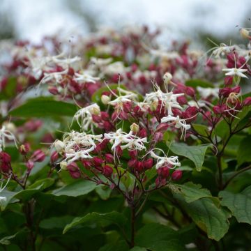 Clerodendrum trichotomum Purple Blaze - Arbol del destino