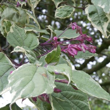 Clerodendrum trichotomum Variegatum - Arbol del destino