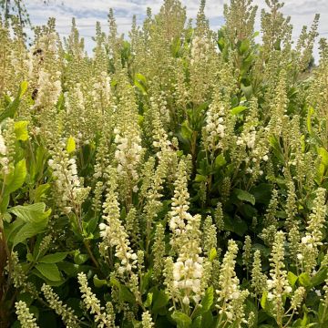 Clethra alnifolia Anne Bidwell - Arbusto de la pimienta dulce