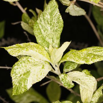 Clethra alnifolia Creels Calico - Arbusto de la pimienta dulce