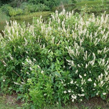 Clethra alnifolia Hummingbird - Arbusto de la pimienta dulce