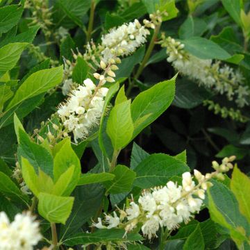 Clethra alnifolia Pink Spire - Arbusto de la pimienta dulce