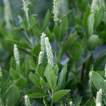 Clethra alnifolia Sixteen Candles - Arbusto de la pimienta dulce