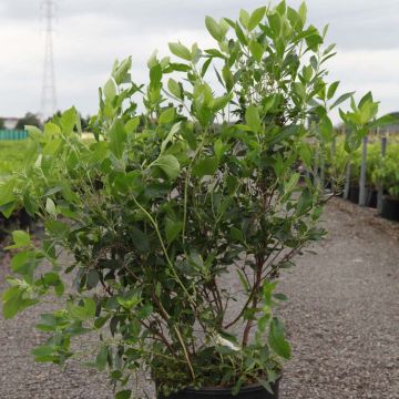 Clethra alnifolia Vanilla Spice - Arbusto de la pimienta dulce