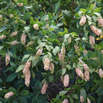 Clethra alnifolia - Arbusto de la pimienta dulce