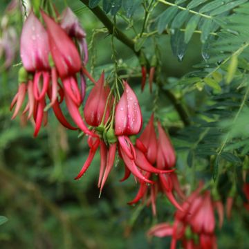 Clianthus puniceus Flamingo - Kakabeak