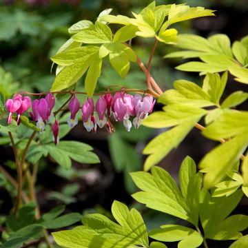 Dicentra spectabilis Yellow Leaf