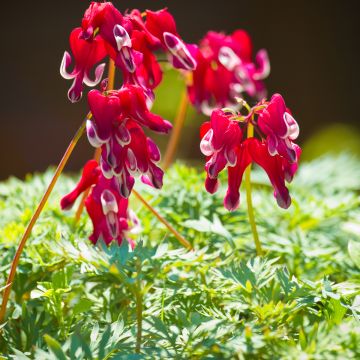 Dicentra Burning Hearts