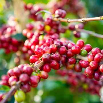 Cafeto - Coffea arabica