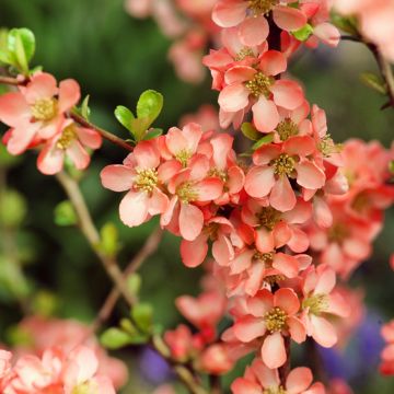 Membrillero del JapónSalmon Horizon - Chaenomeles superba