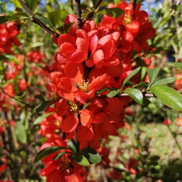 Membrillero de flor Cido Red