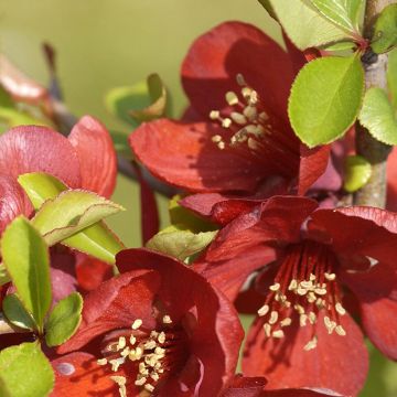 Membrillero del Japón Crimson and Gold - Chaenomeles superba