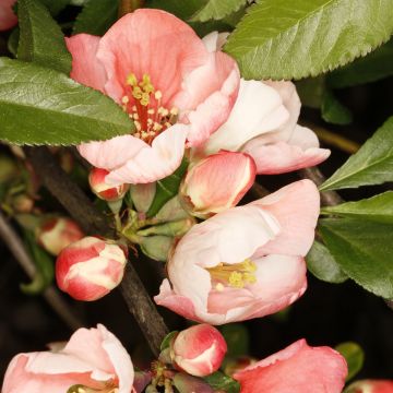 Membrillero del Japón Flocon Rose - Chaenomeles speciosa