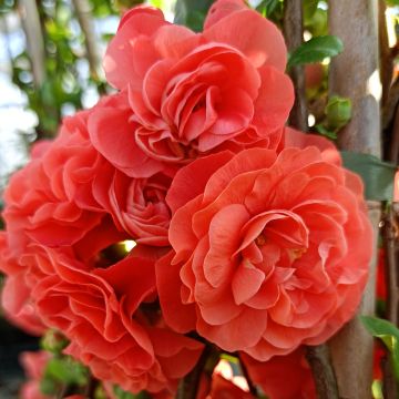 Membrillero del Japón Orange Storm - Chaenomeles speciosa